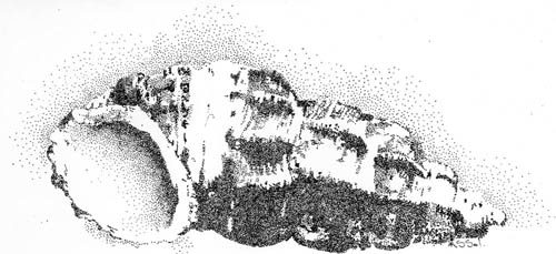 Estuarine Snail Shell